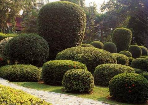 關(guān)于園林植物的布置方法，主要看看這5種！