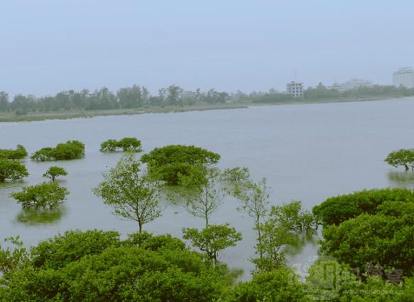 廣西這樣對紅樹林進行保護規(guī)劃與生態(tài)修復(fù)