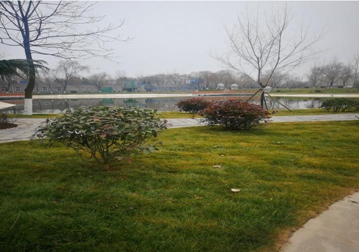 襄陽園林綠化養(yǎng)護(hù)中如何對(duì)樹木進(jìn)行管理?